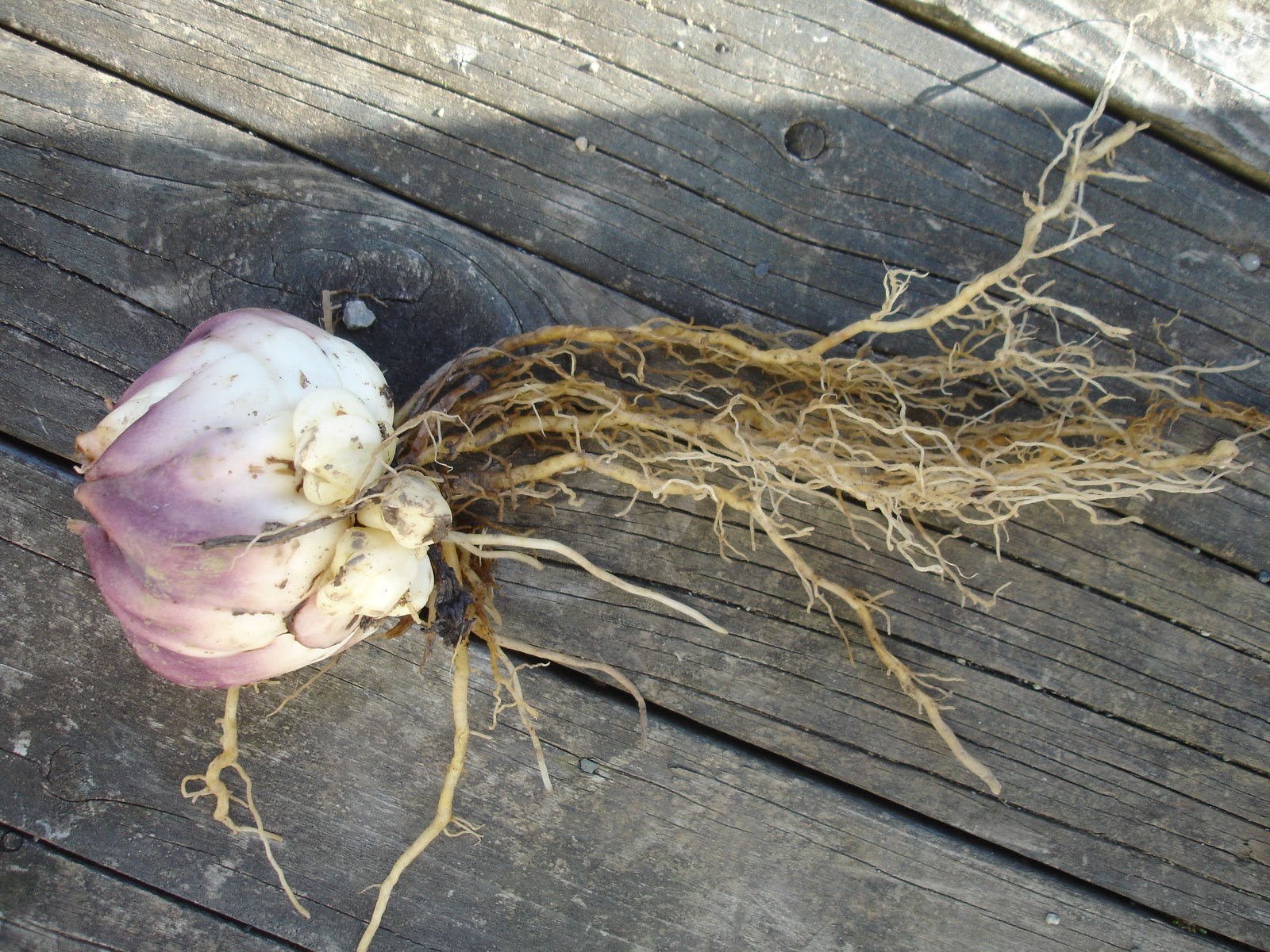 How To Keep Lily Bulbs Over Winter at Robert Croll blog