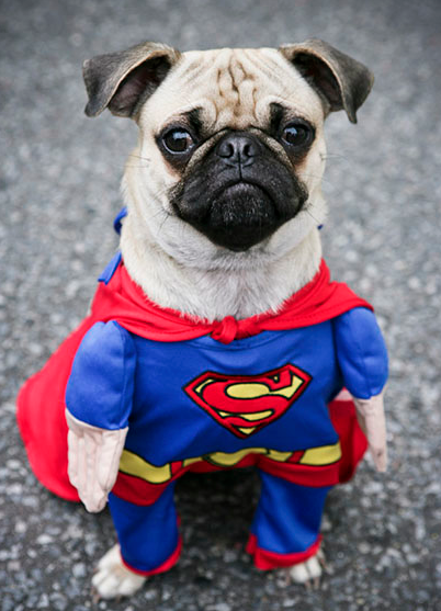 pug rescue kent image gallery pugs pug rescue kent image gallery pugs