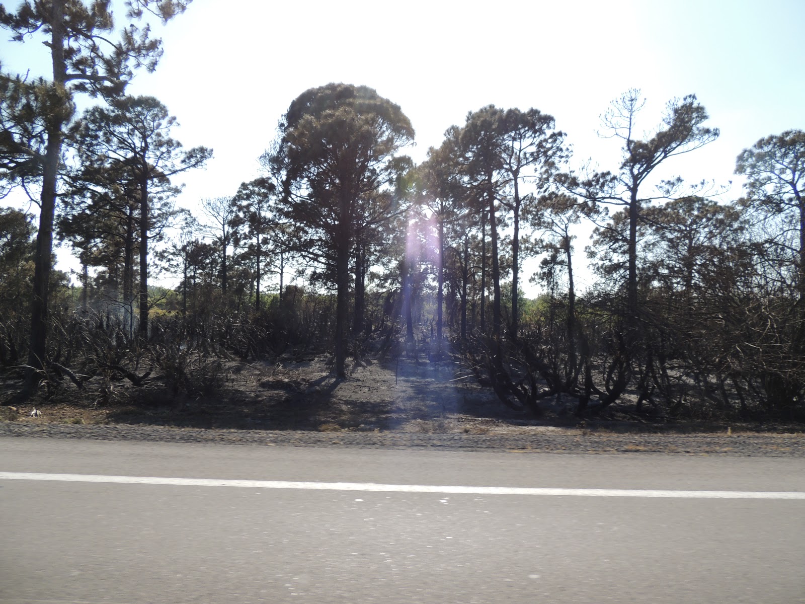 Down The Road A Piece in a 5th wheel Manatees and Oysters at Fort