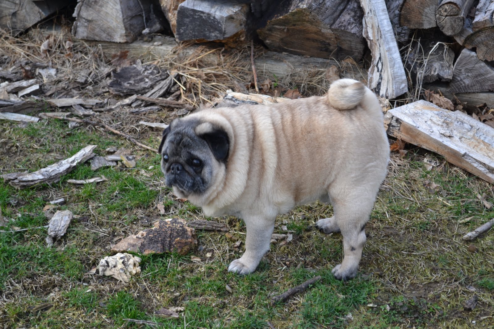 Hugs For Pugs