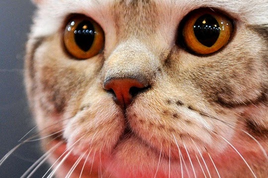 british shorthair cat pictures