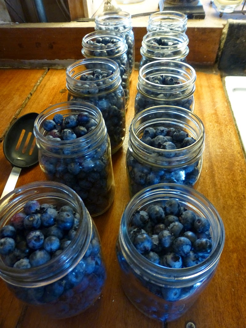Rural Revolution Canning blueberries
