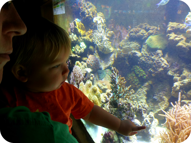 Barcelona aquarium, barcelona, toddler on holiday
