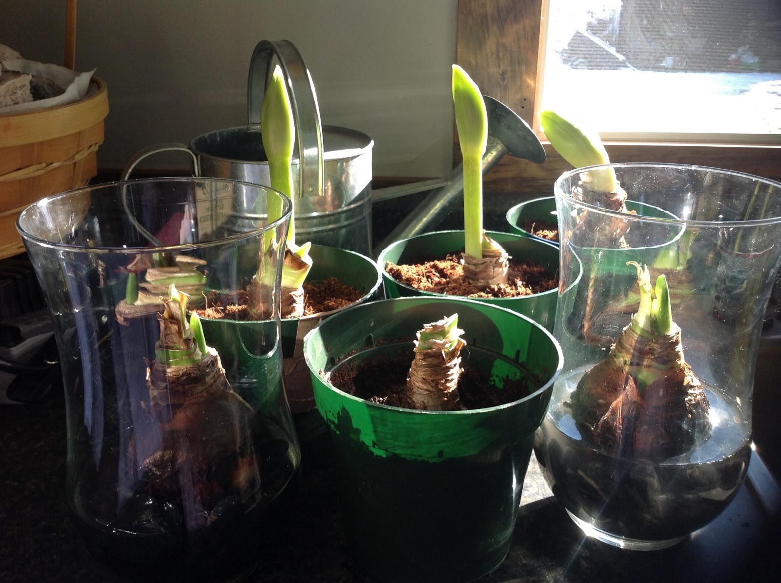 Kane Landscapes Indoor Flowering Bulbs for Winter Interest