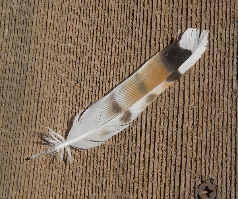 killdeer A precocious little bird who runs into new experiences with