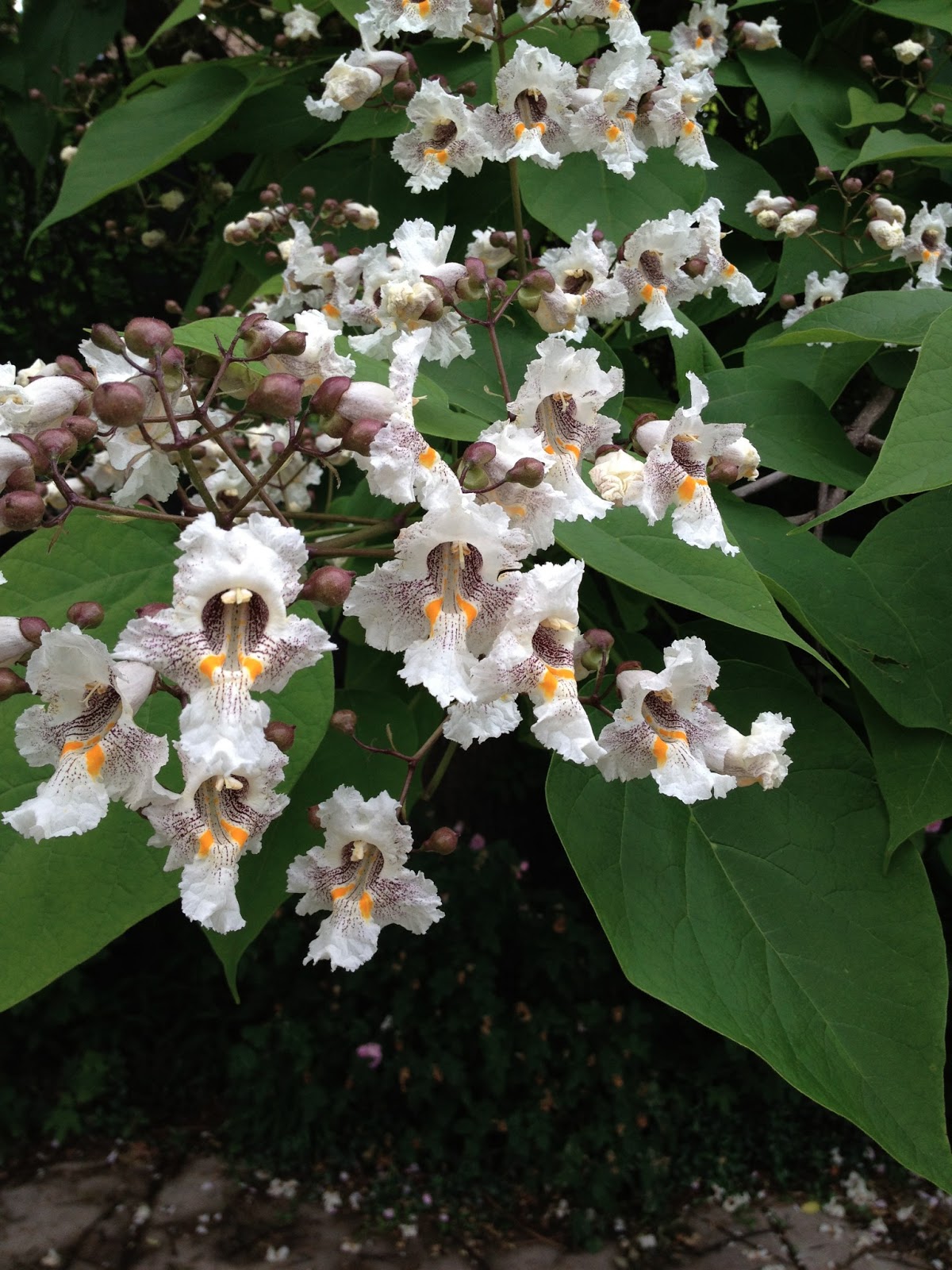 Damn Arbor In Bloom northern catalpa