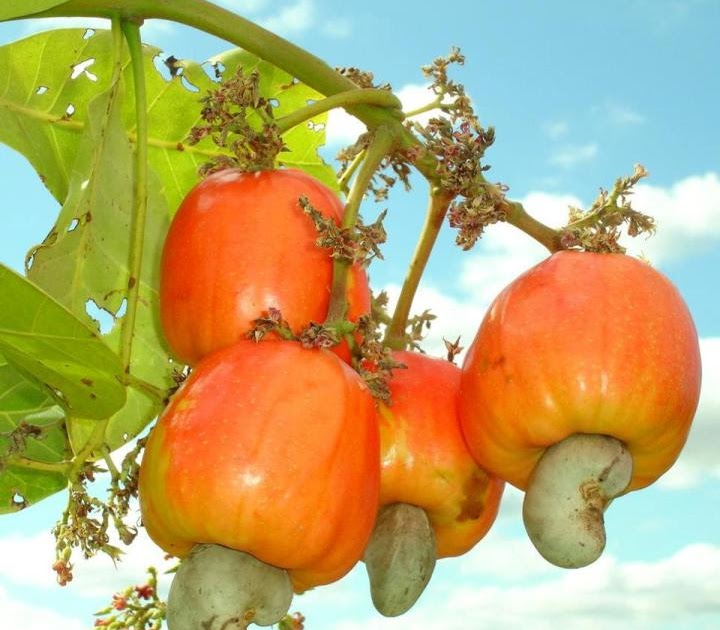 You Know You're From Bacolod, Philippines If...You Also Eat Fruits Like