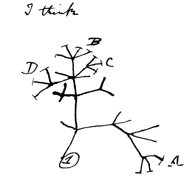 Charles Darwin Tree