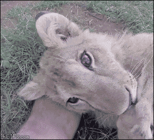 Funny animal gifs, funny animals, cute baby lion