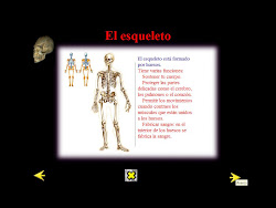 Esqueleto interactivo