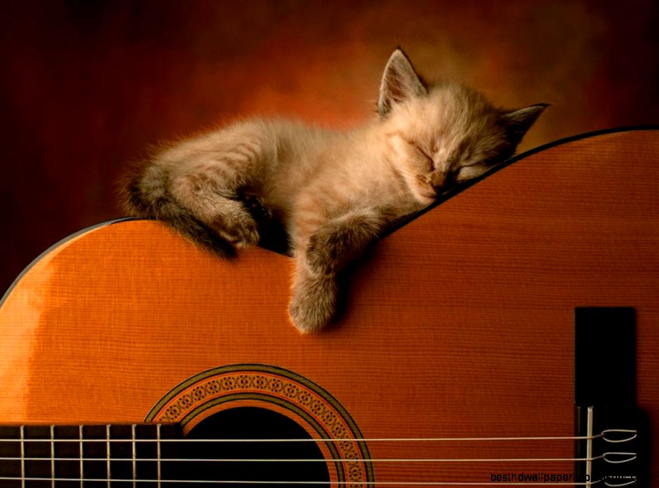 Cute Cat Sleeping On Guitars Wallpaper Best HD Wallpapers