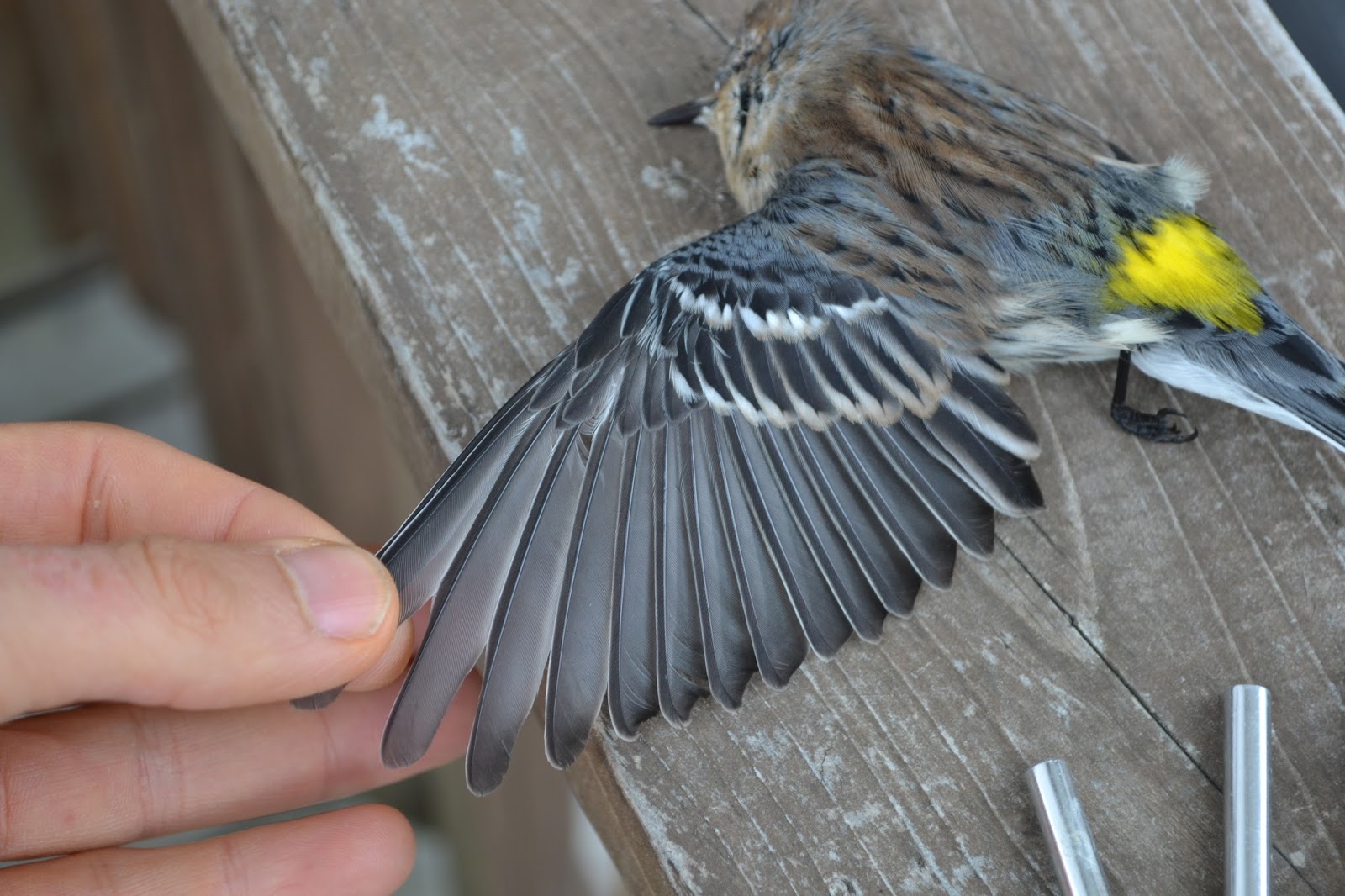 Alix Arthur d'Entremont AHY Male Yellowrumped Warbler