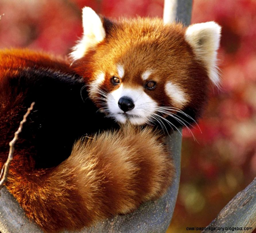 Really Cute Rare Animals | Wallpapers Gallery