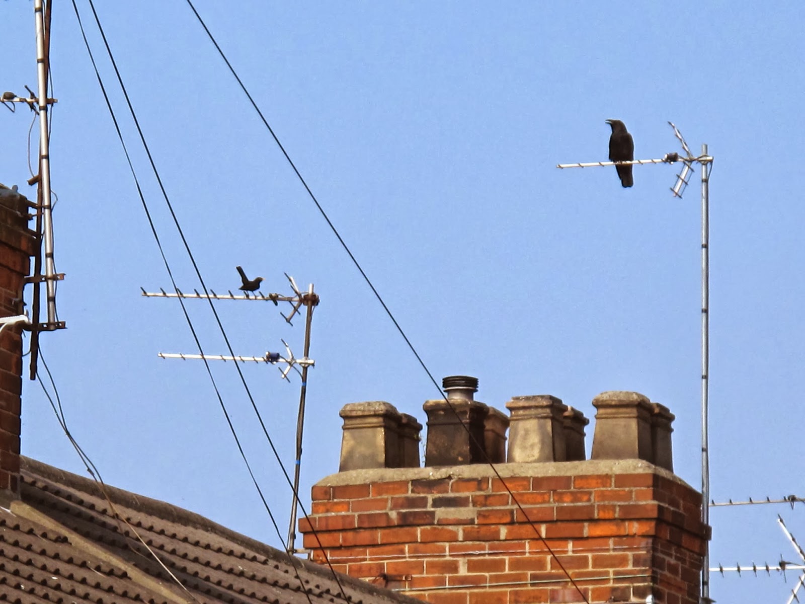 The Rattling Crow: Blackbird alarm calls