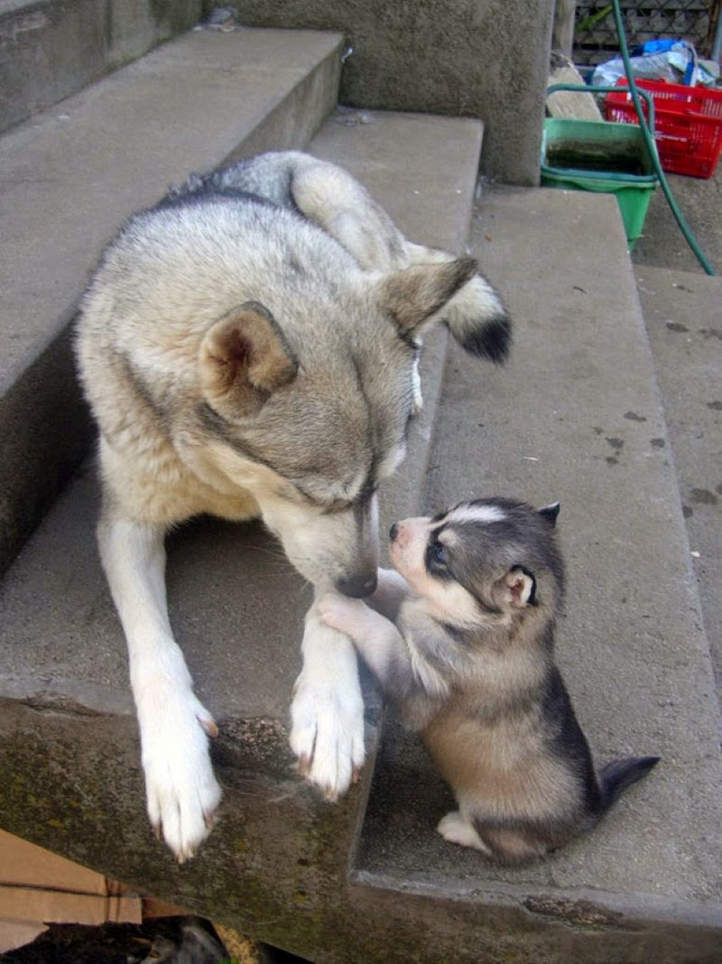 5. A dog and its adorable mini-me version. - 30 Animals With Their Adorable Mini-Me Counterparts