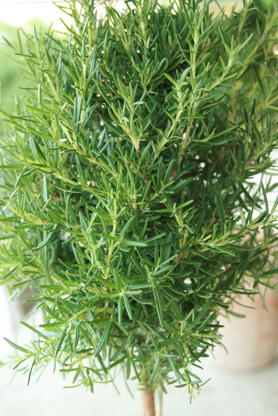 design Rosemary For Remembrance