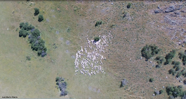 Pastorear un rebaño de ovejas con un dron