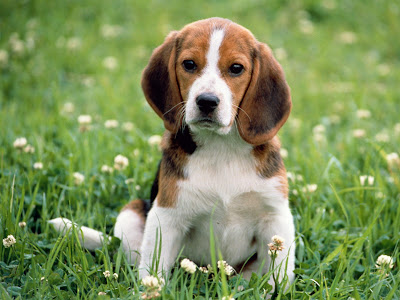 Beagle Dog Breed