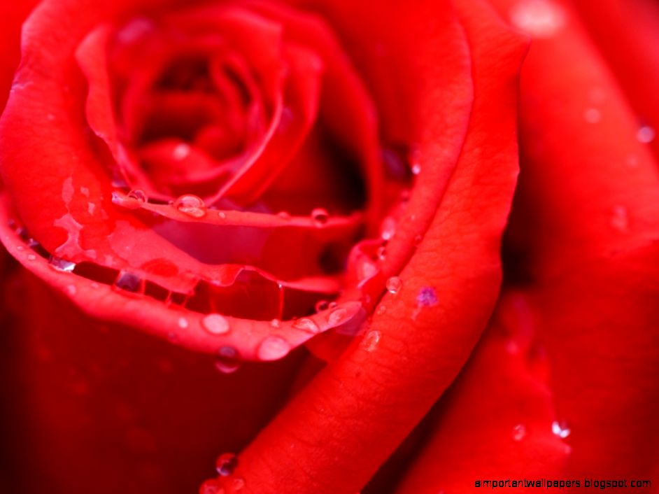 Cool HD Flower Wallpapers 6951173 Cool HD Flower Wallpapers 6951173