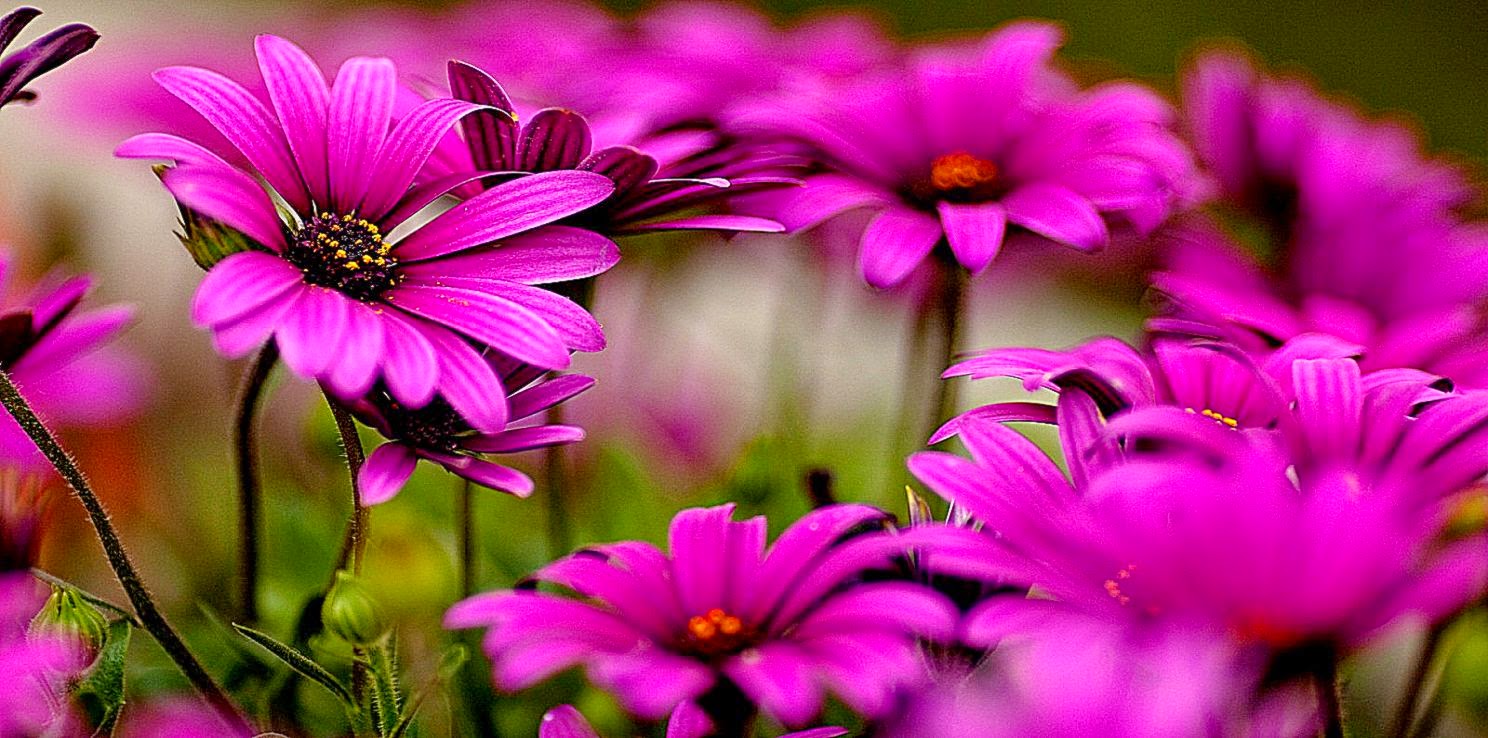 40 Beautiful Flower Wallpapers for your desktop 40 Beautiful Flower Wallpapers for your desktop