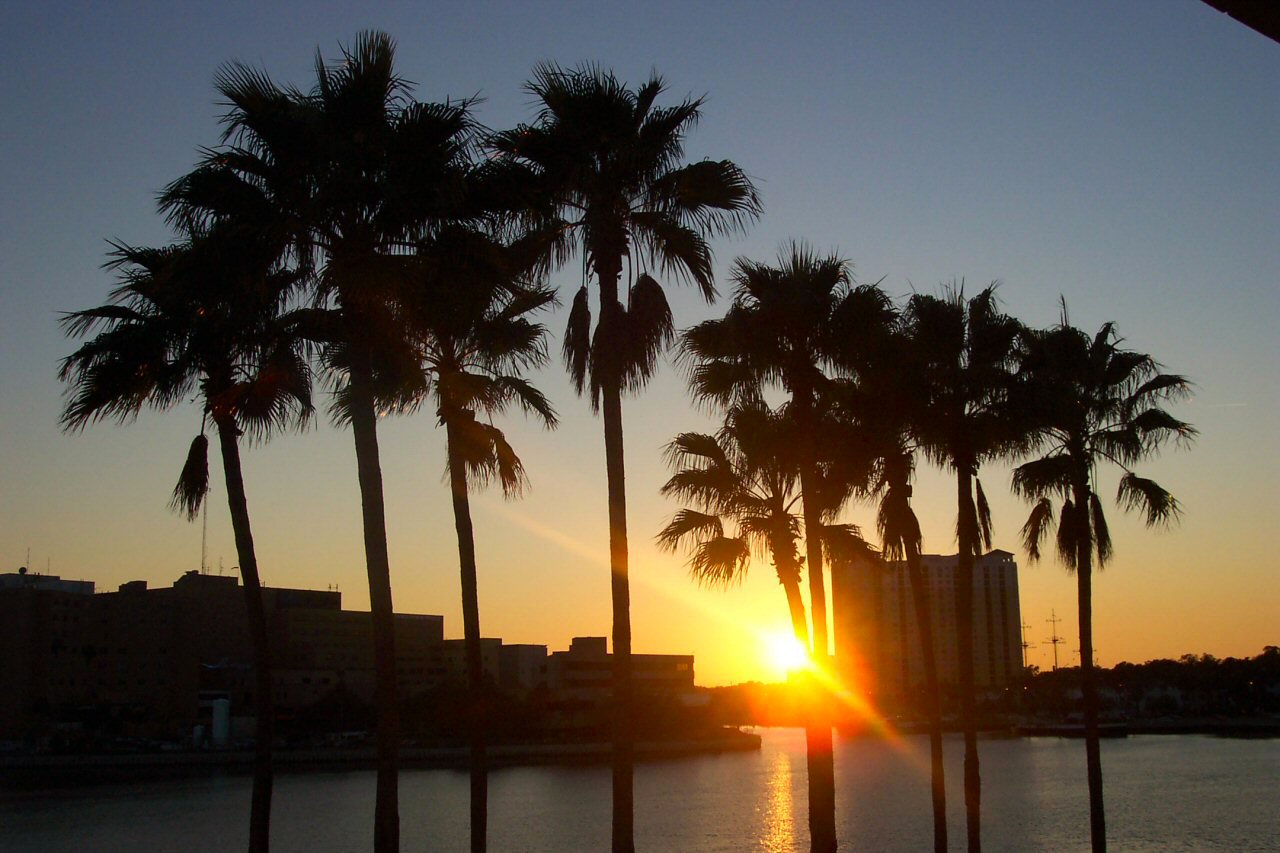 Sunset Palm Trees