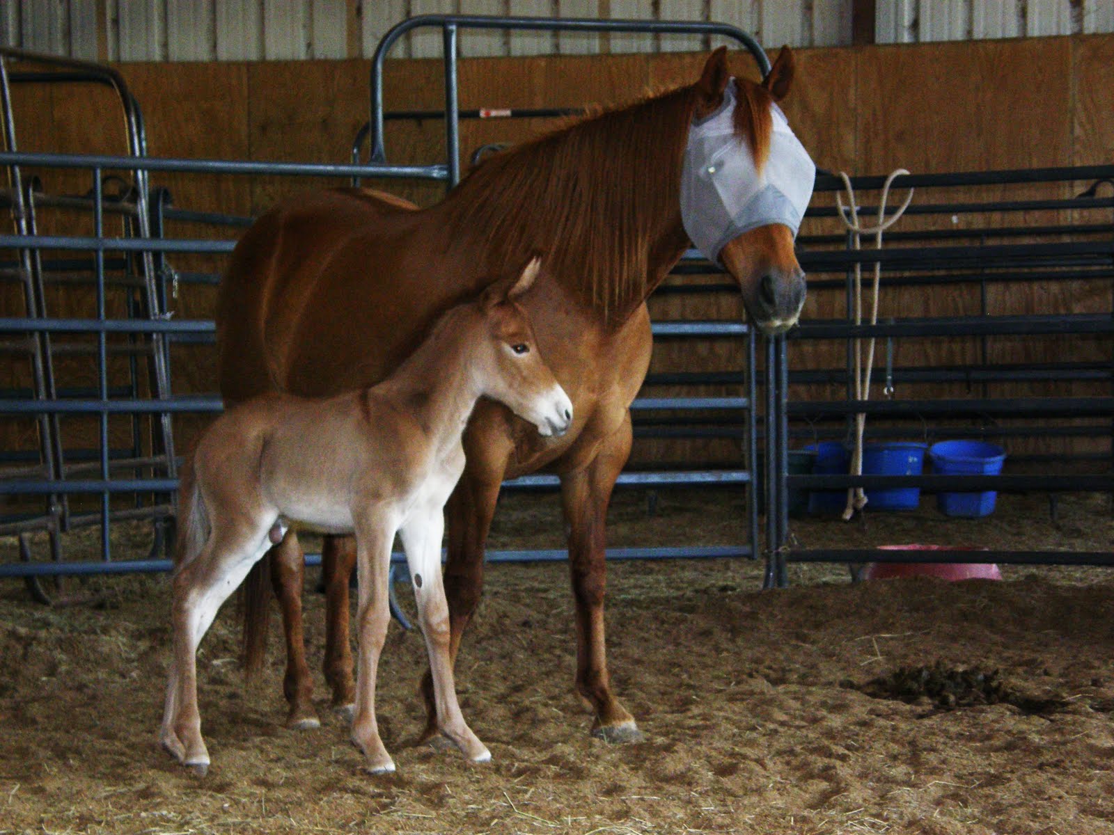 Deformed+horses