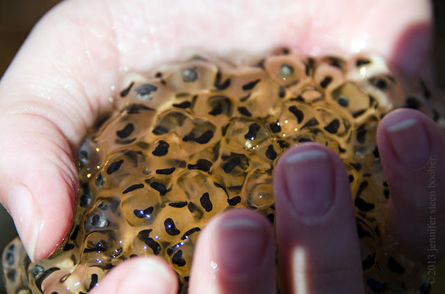 frogspawn frogs egg eggs Maine 