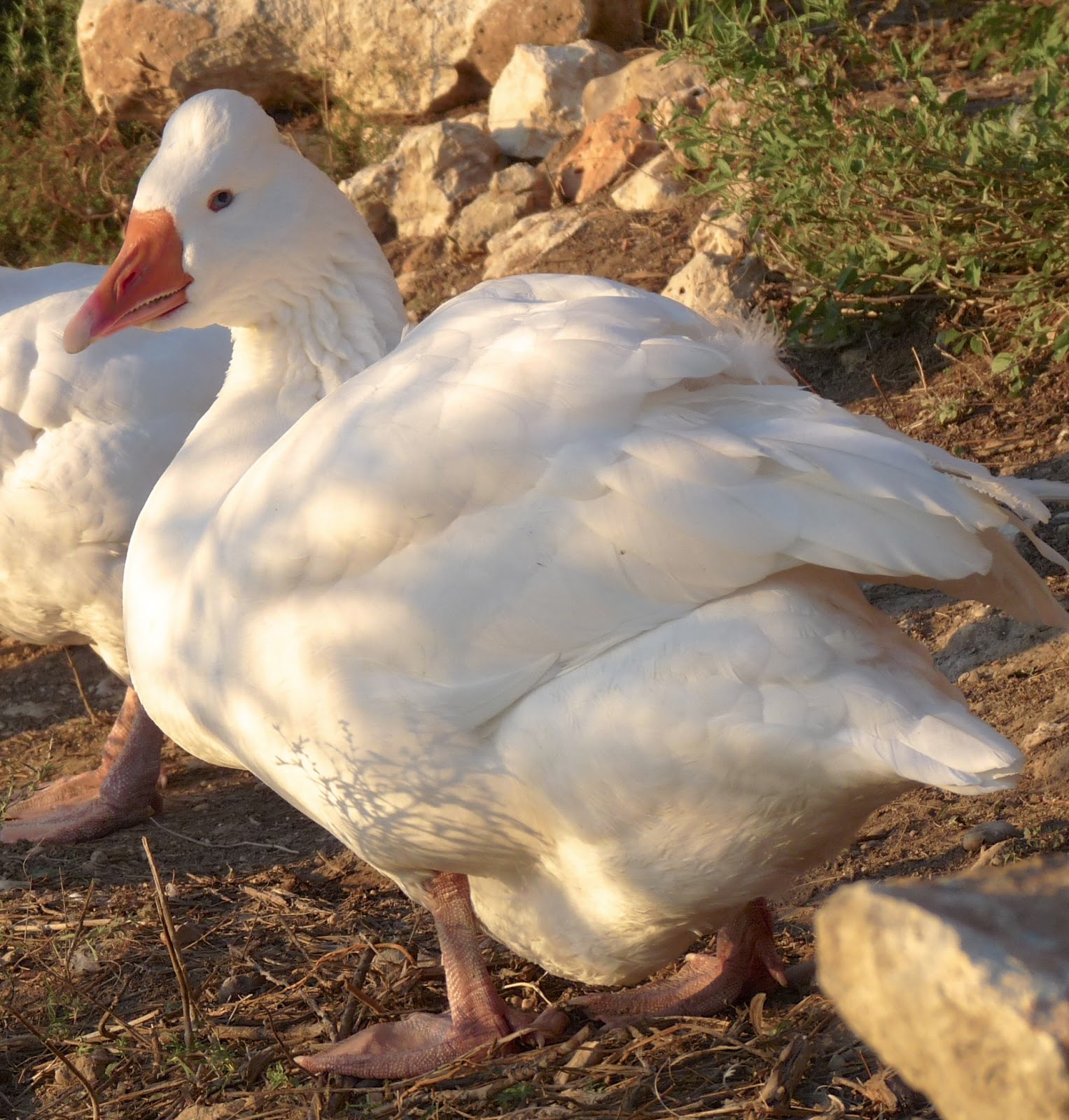 Cotton Patch Geese Hatchery