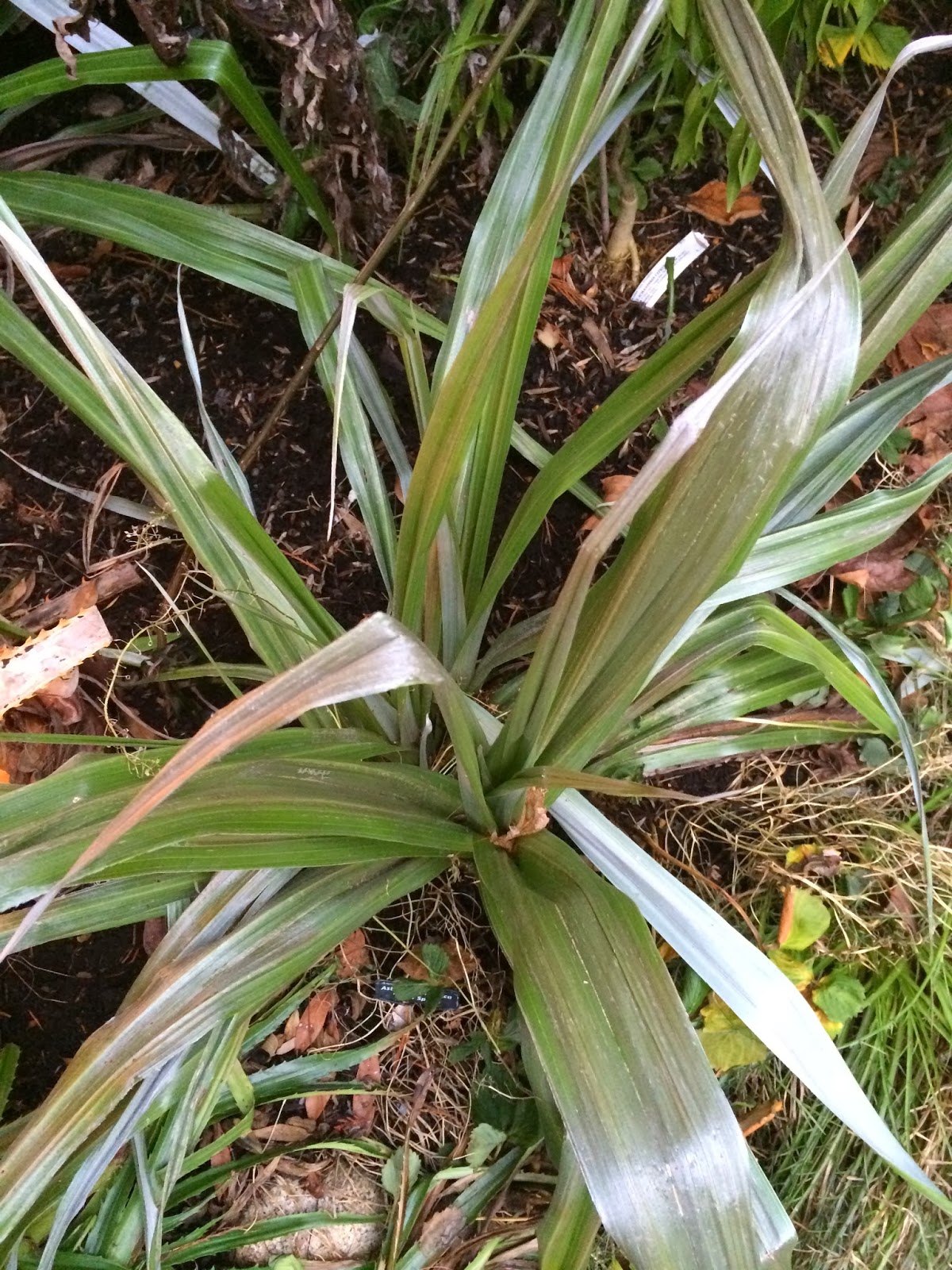 Plttosporum Tobira Pittosporaceae Japanese Pittosporum Benefits