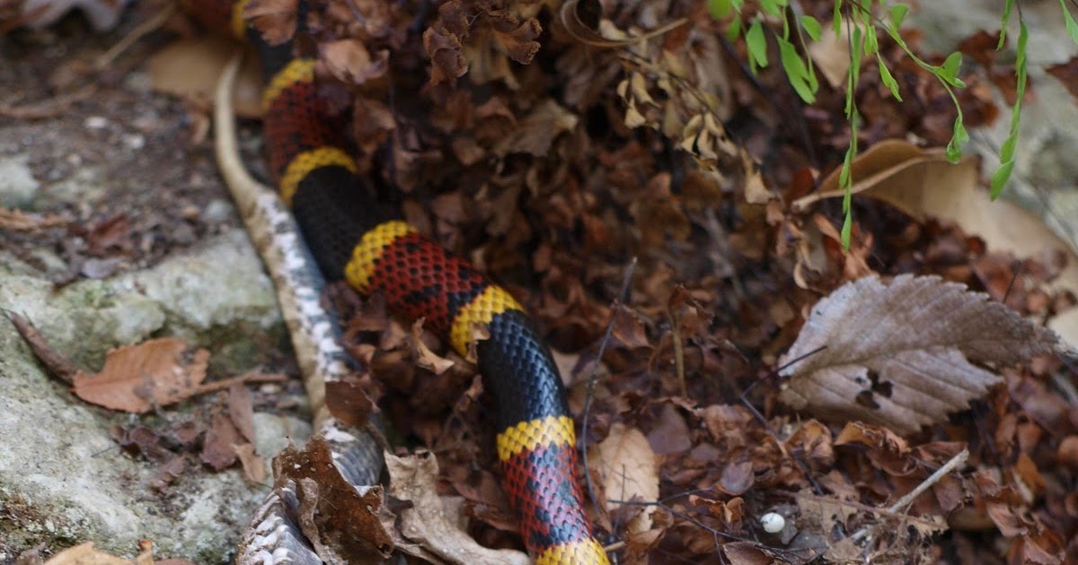A Life Inspired by Nature: Reptile quiz