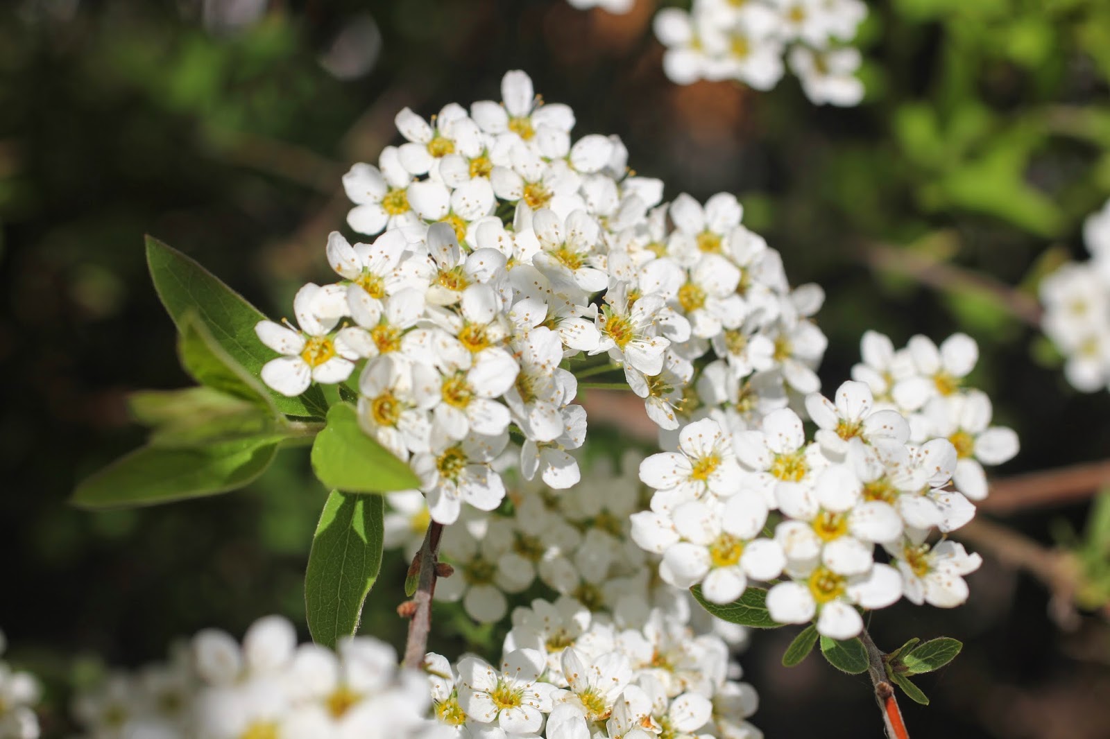 Spiraea Stock Photos Spiraea Stock Images Alamy