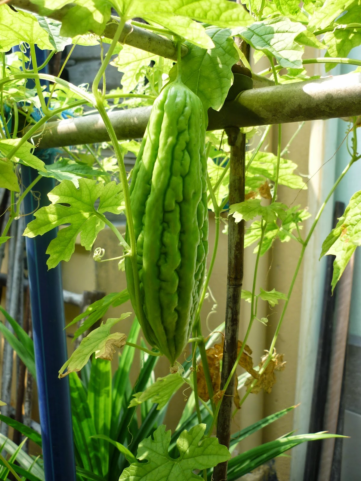 My Little Potted Garden Bitter Gourd