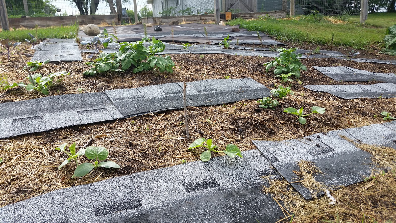 Gumbo Lily In the Garden...