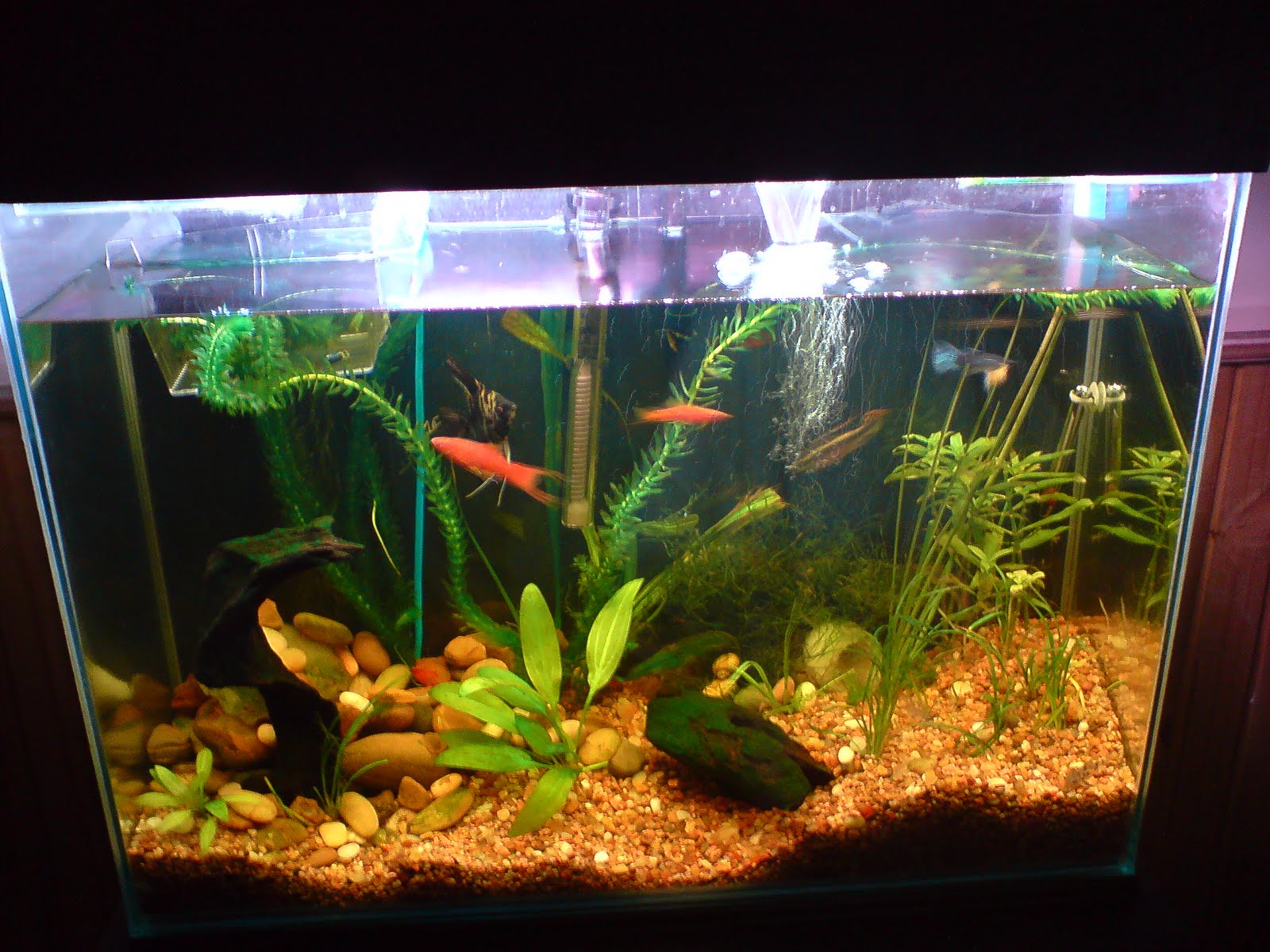 Hola, me precento a mi y a mi acuario )