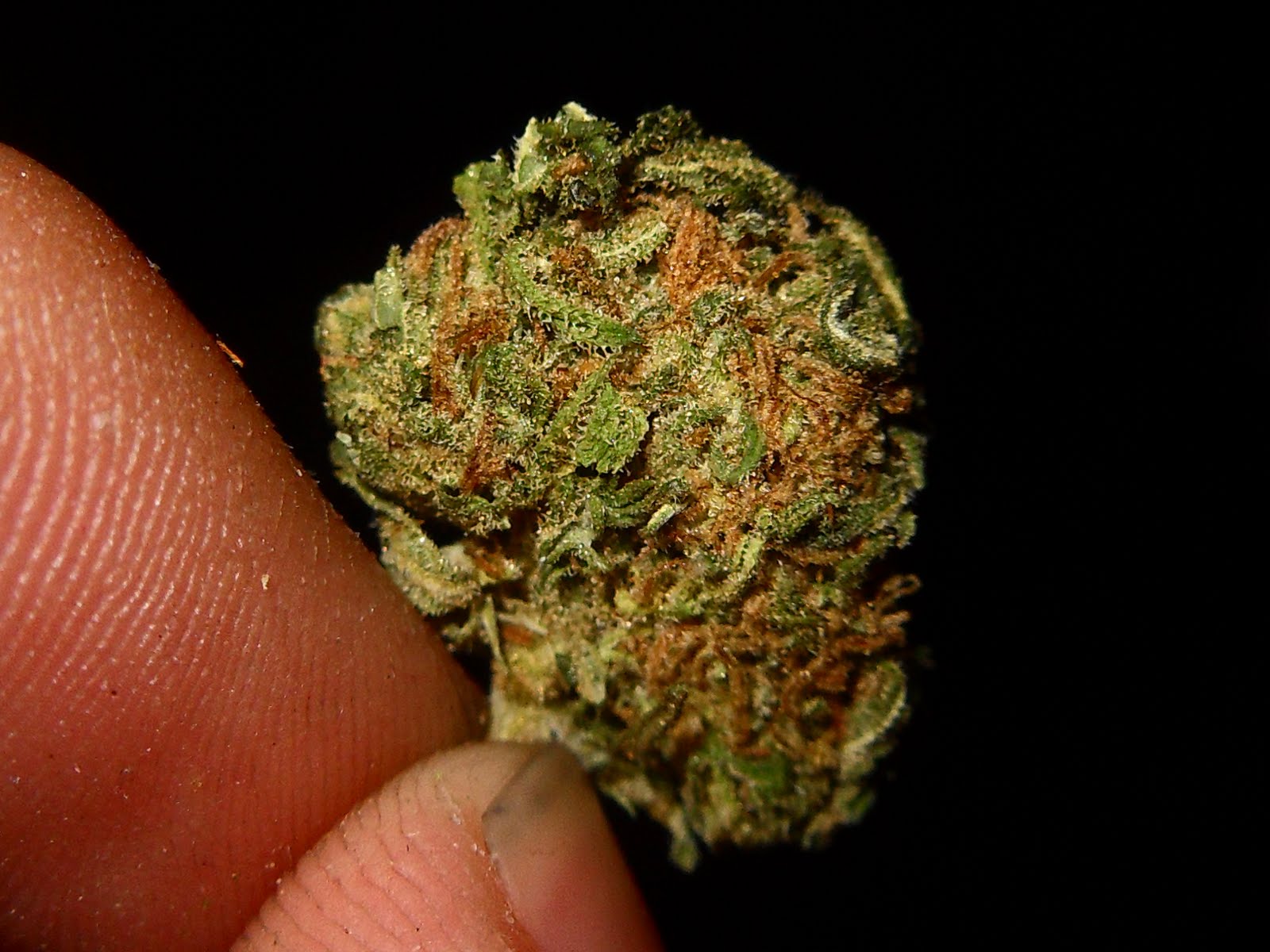 Purple Og