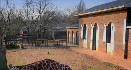 Funny animal gifs - part 113 (10 gifs), baby giraffe