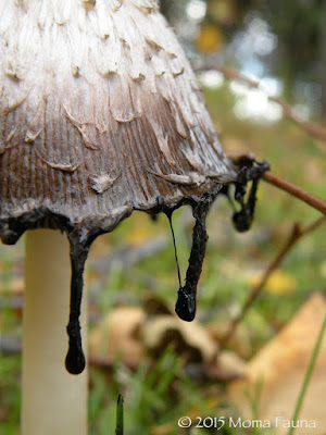 A neighborhood Shaggy Mane, Coprinus comatus