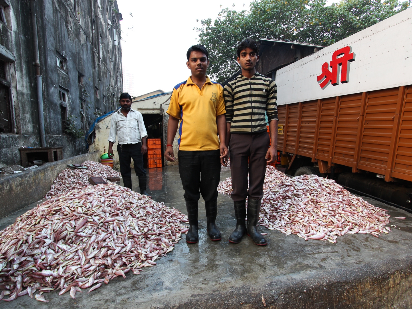 Hello Talalay Fish Market Pier, Mumbai