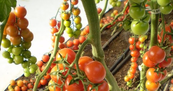 budidaya tomat cherry secara hidroponik