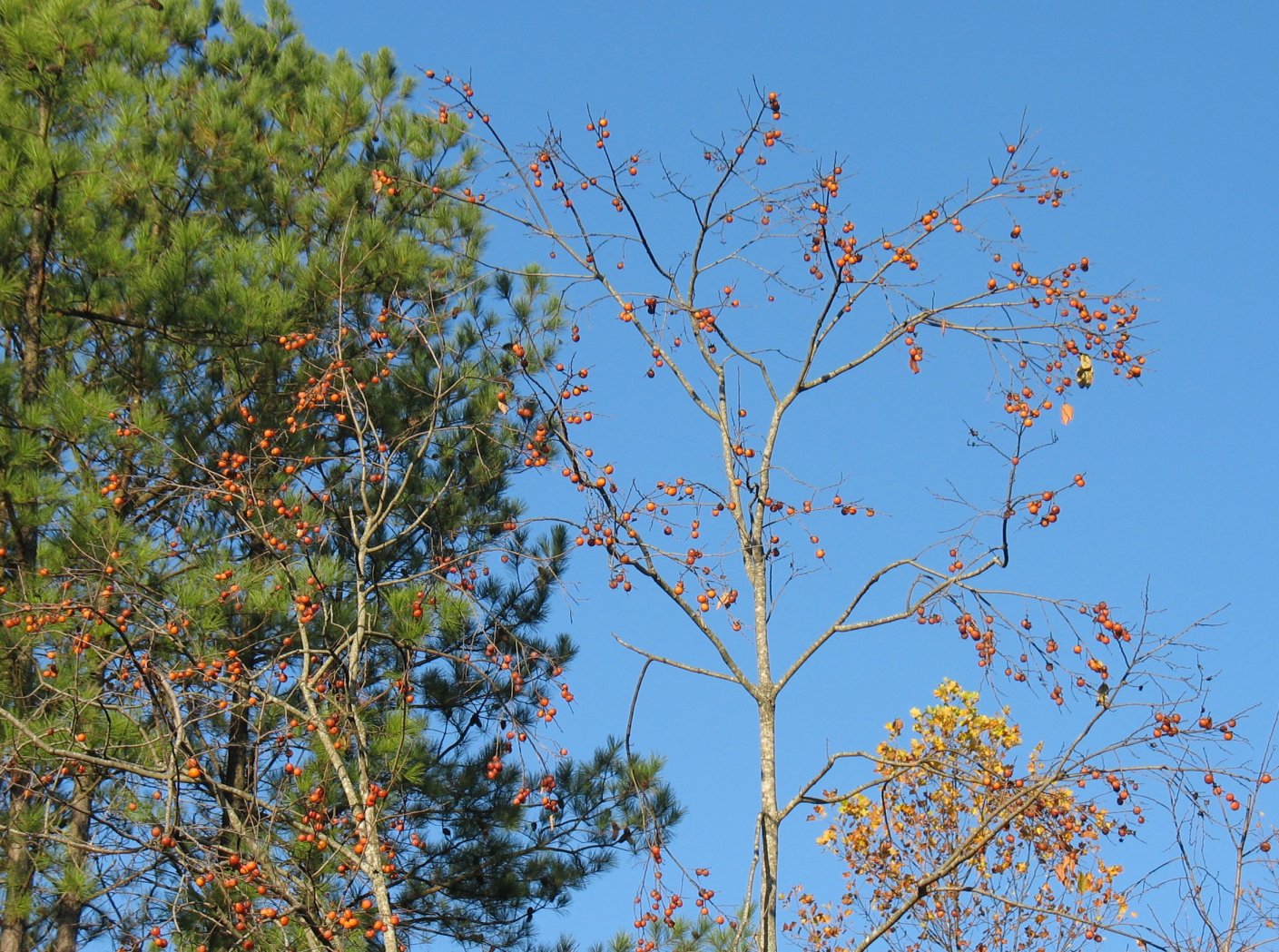 Using Native Plants Native Fruits in