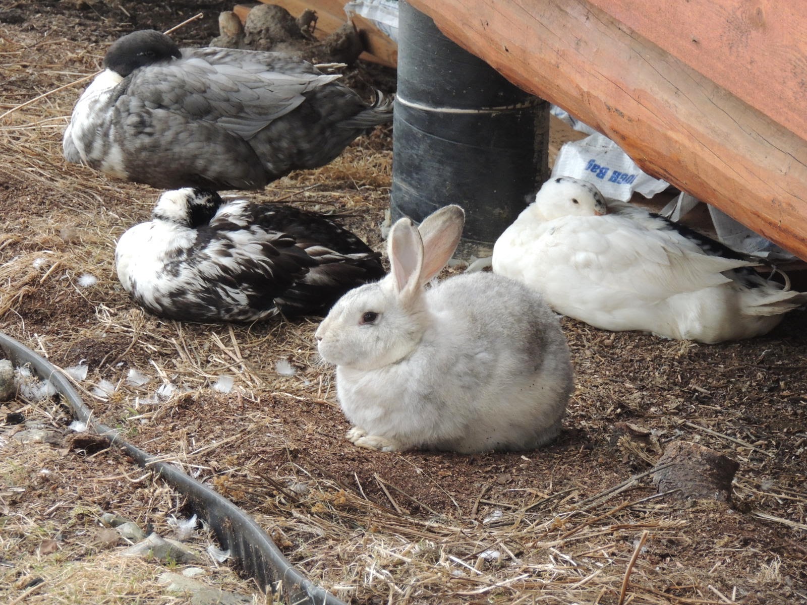 Alaska Bush Life, OffRoad, OffGrid Housing Winter Rabbits in Cold