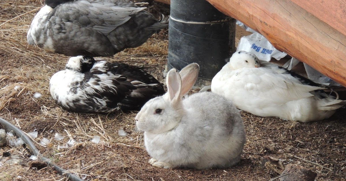 Alaska Bush Life, OffRoad, OffGrid Housing Winter Rabbits in Cold