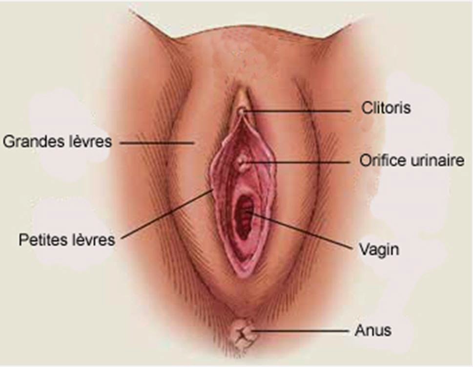 Résultats de recherche d'images pour « vagin »