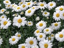 Benefits-of-Chamomile-Herbs