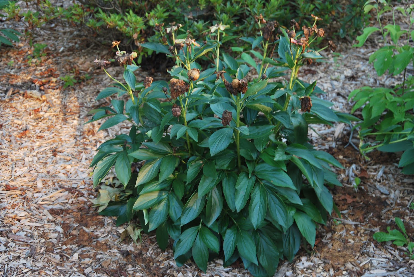 peony spent blooms not cut back