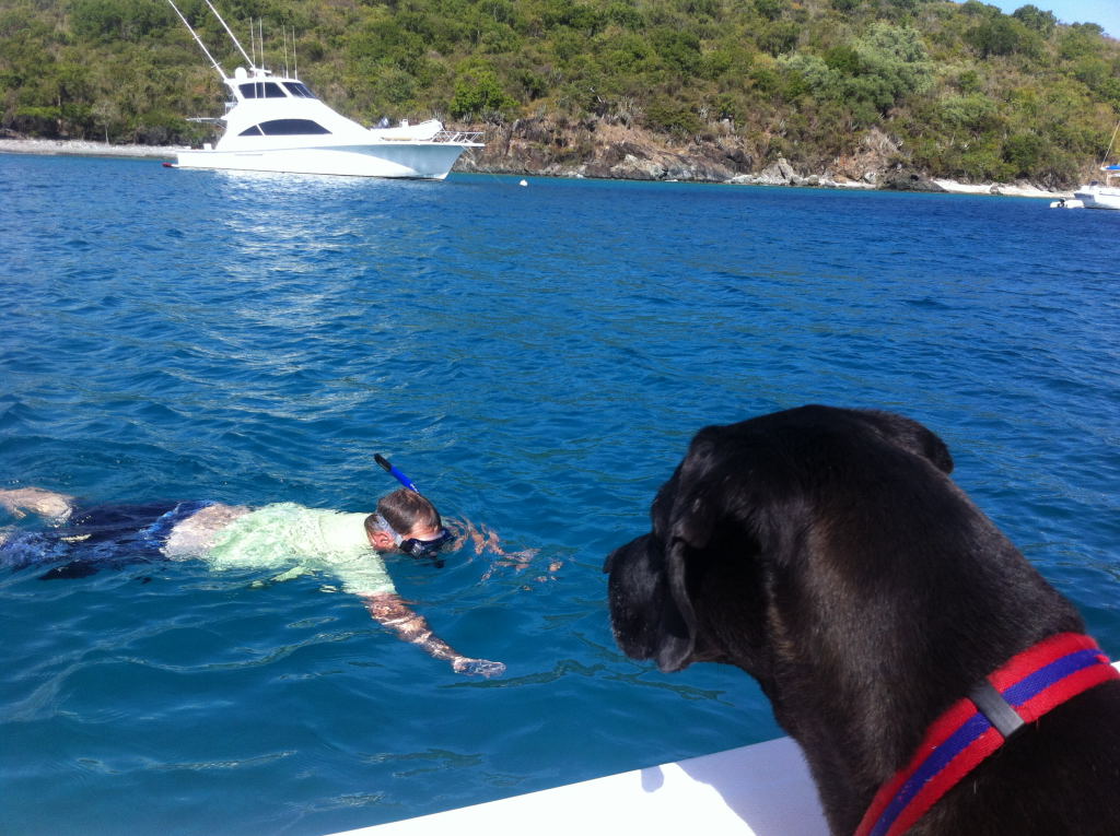 Life In the Virgin Islands Life on the Rock! Boating With Dogs in
