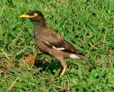 Kicau Mania Kissawa Harga Burung Jalak Nias Terbaru