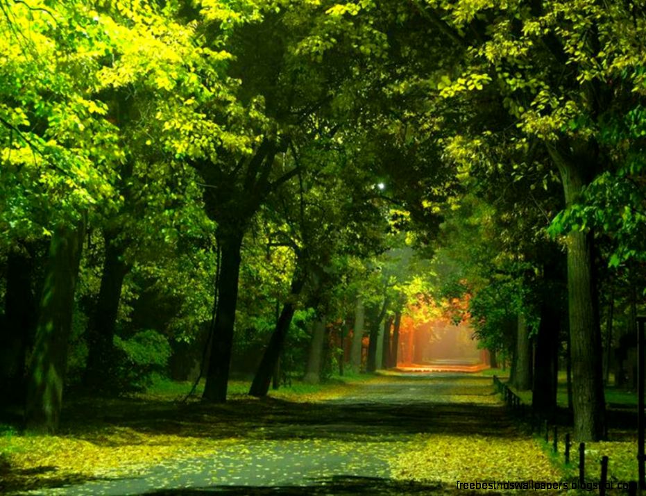 Path in Trees Pure Experience Path in Trees Pure Experience