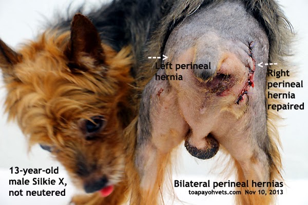 dental scaling health care problems 28 images dental scaling health care problems