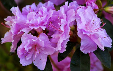 Lovely azaleas